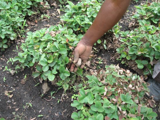 strawberries, not yet ripe