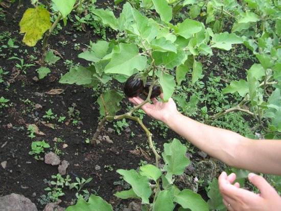 tasty-looking eggplants