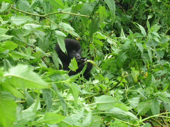 my first glimpse of a gorilla in the mist!