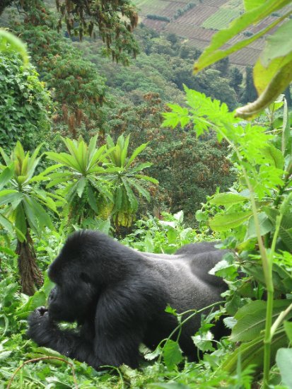 the magnificent Silverback