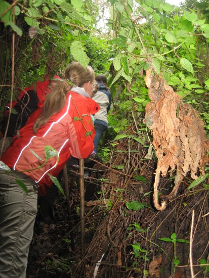 trampling through dense jungle