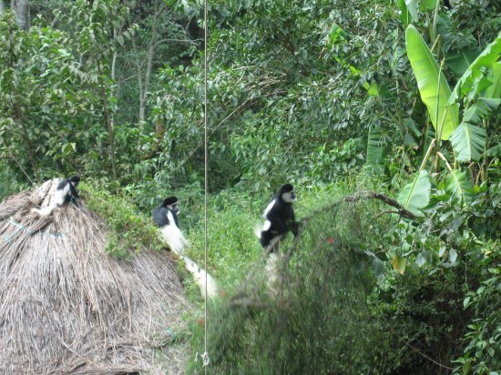 monkeys at Trout Tree Restaurant