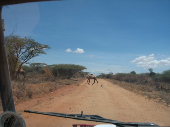 camel crossing