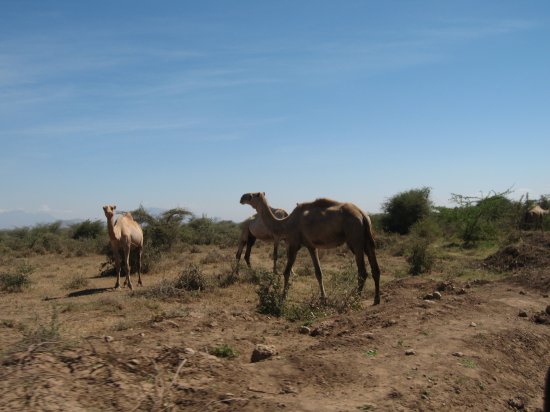 first camel sighting today