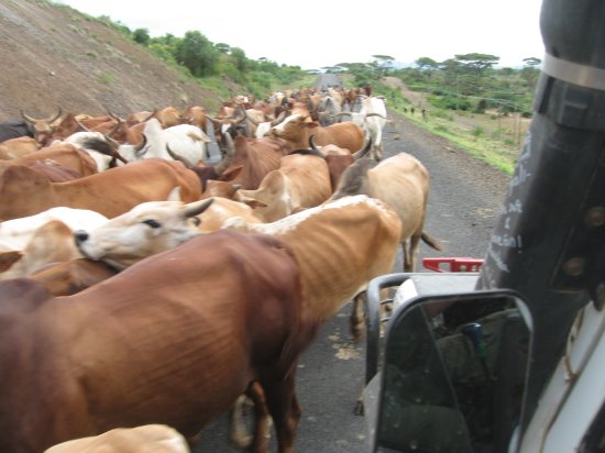 a day of cow traffic jams