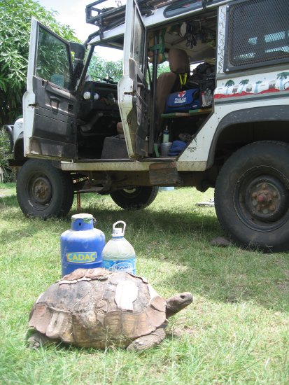 Adenium Camp's raggedy turtle