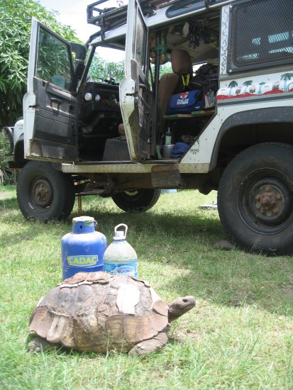 Adenium Camp's raggedy turtle