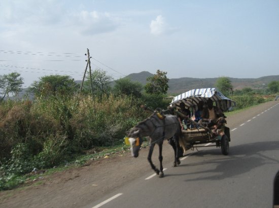 lots of these horse and carts