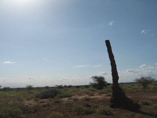 impressive termite hill