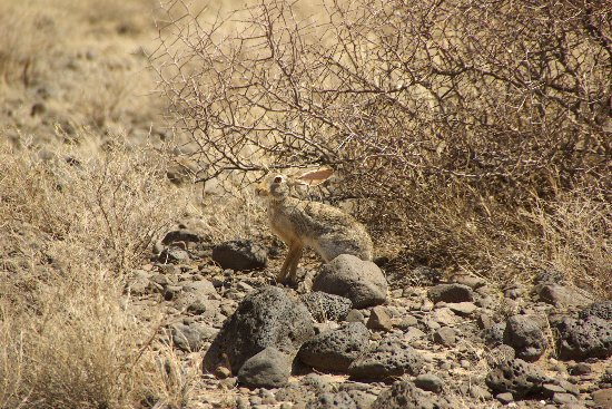 Sibiloi rabbit, the only wildlife we saw