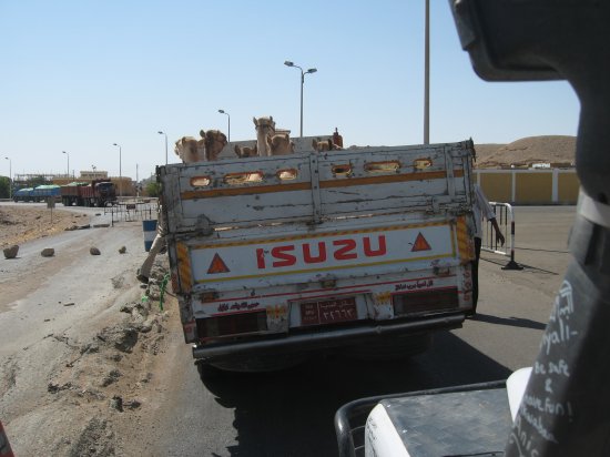 a cargo of camels