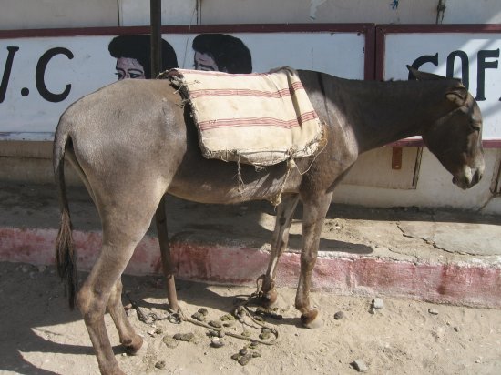 over worked donkey