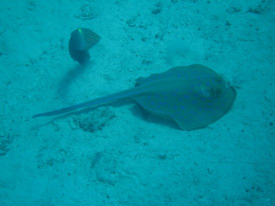 a stingray?