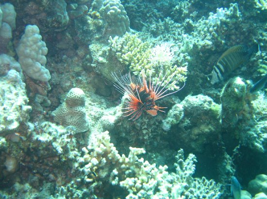 another lion fish