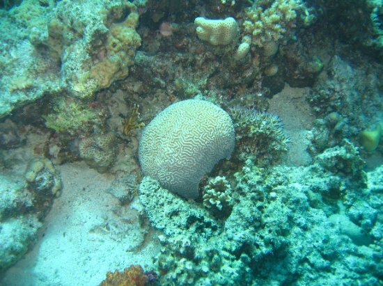 brain coral