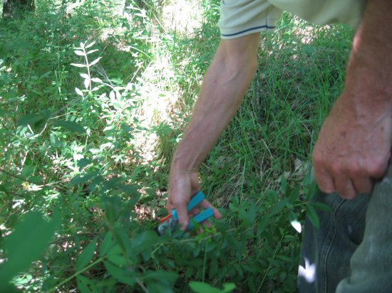 Dieter snipping the thorns out of our way