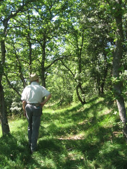 walk in the forest