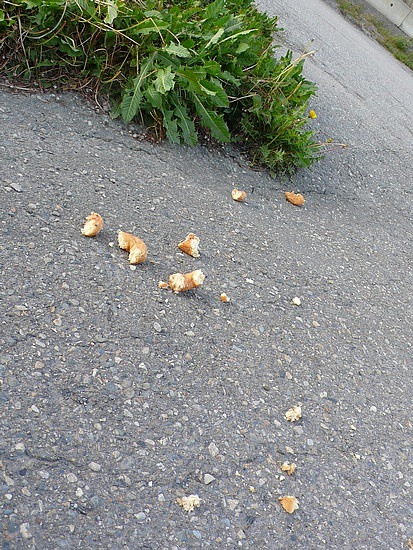 evidence of a Tim Horton's donut! 