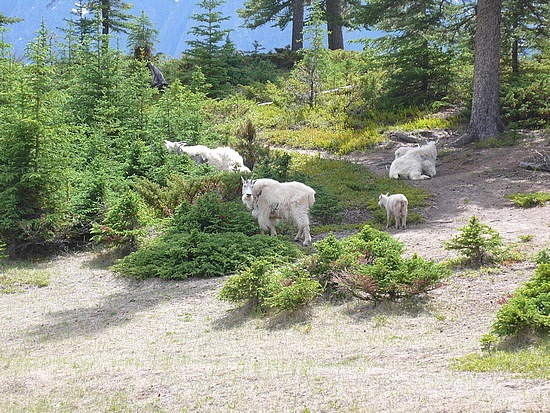 shaggy mountain goats