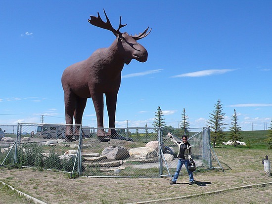 the big moose in Moose Jaw