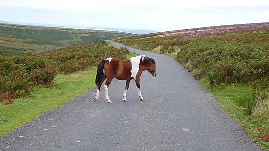 horse crossing