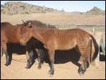 horse-zebra!