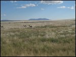 some game. springbok? kudu?