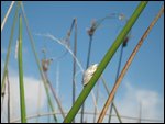 frog, spotted by our eagle-eye poler