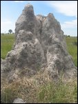 termite hill, this one took 80+ yrs to build!