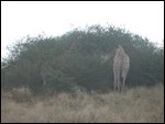 around the corner, a giraffe!