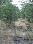 cheetah in the wild