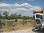 Foxy saw the elephants too!