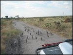 guinea fowl traffic jam