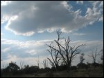 haunting trees