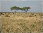 plains of Chobe Nat Park