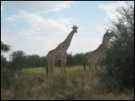 They looked just as curious to see us