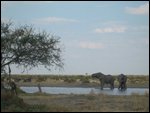 wildebeast and elephants