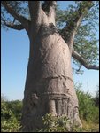 Magnificent trunk of baobob