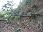 fallen tree