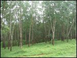 rubber tree plantation