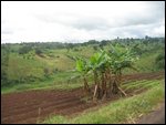 tea plantations