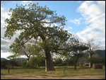 leaning tree