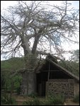 there's even a baobab toilet!