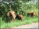 elephants munching at roadside cafe