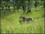 galloping zebra
