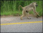 lots of these sneaky baboons everywhere
