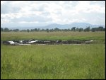 water buffalo at watering hole