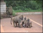 Family of baboons at entrance gate