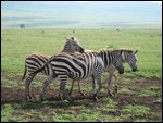 3 nuzzling zebras