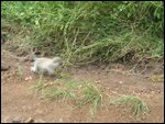 baby monkey catching up to others
